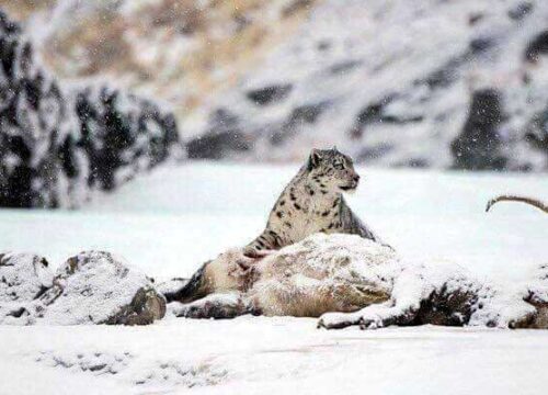 Snow Leopard Tour